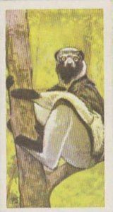 Brooke Bond Tea Trade Card Wildlife In Danger 1963 No 5 Indri