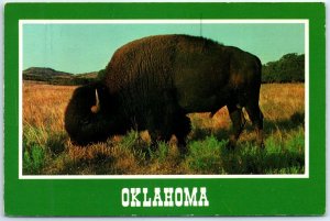 Postcard - Buffalo in Wichita Mountains Wildlife Refuge - Indiahoma, Oklahoma