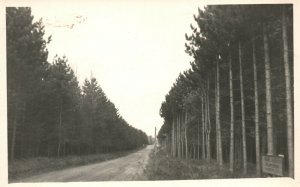 Rube Harris Planation Dirt Road Lined by Tall Trees Photo Vintage Postcard RPPC