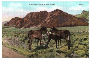 A Burrow Family in the Desert W374 Postcard