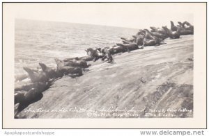 Alaska Sitka Sea Lions Salisbury Sound Real Photo