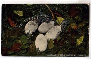 Alligator Eggs Hatching