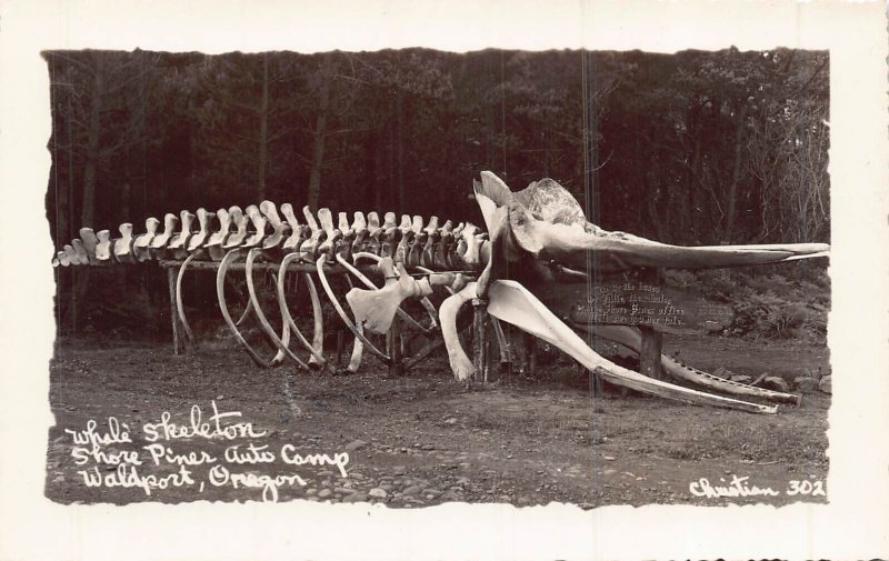 WALDPORT OREGON~WHALE SKELETON-SHORE PINES AUTO CAMP~1940s REAL PHOTO POSTCARD 