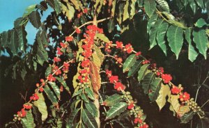 Vintage Postcard Coffee grown In Kona Area Honolulu Hawaii Mike Roberts Color