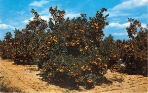 US1 USA beautiful Orange Groves in Central Florida postcard