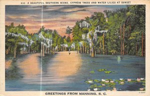 Cypress Trees Water Lilies Manning, South Carolina  