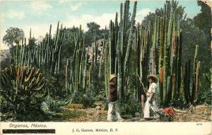 c1910 Postcard; Organos Mexico, Pipe Organ Cactus, Baja California, Unposted