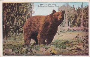 Yellowstone National Park A Park Bear
