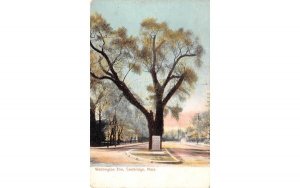 Washington Elm in Cambridge, Massachusetts