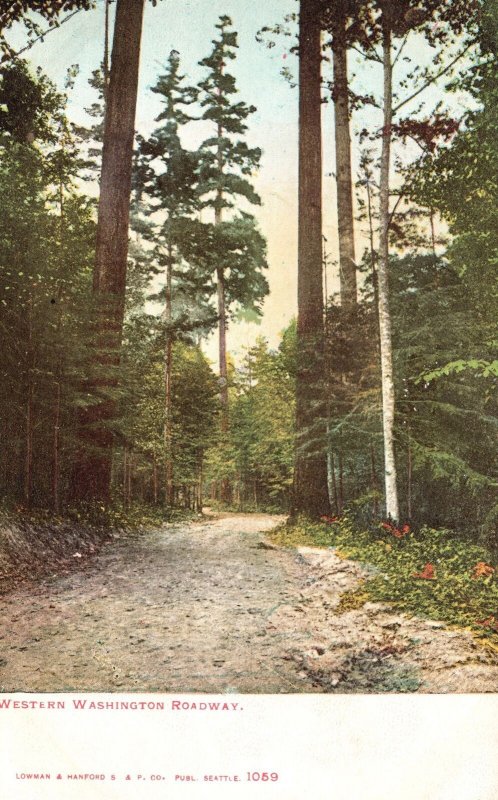 Vintage Postcard Western Washington Roadway Trail Pathway Along The Woods
