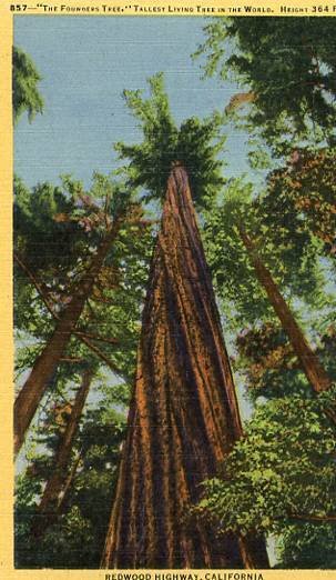 CA - Redwood Highway, The Founders Tree- Tallest in the world at 364 Feet