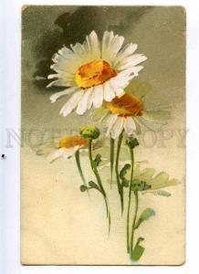 215407 CAMOMILE Flowers by C. KLEIN Vintage KT Russian PC