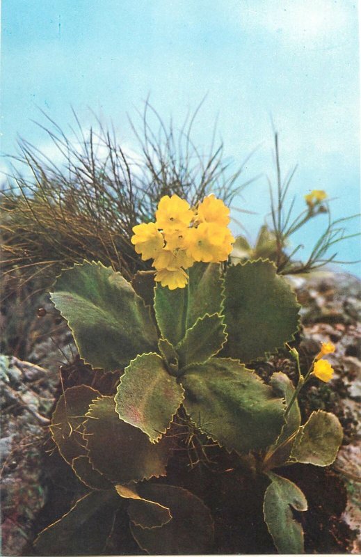 Postcard Romania flower card