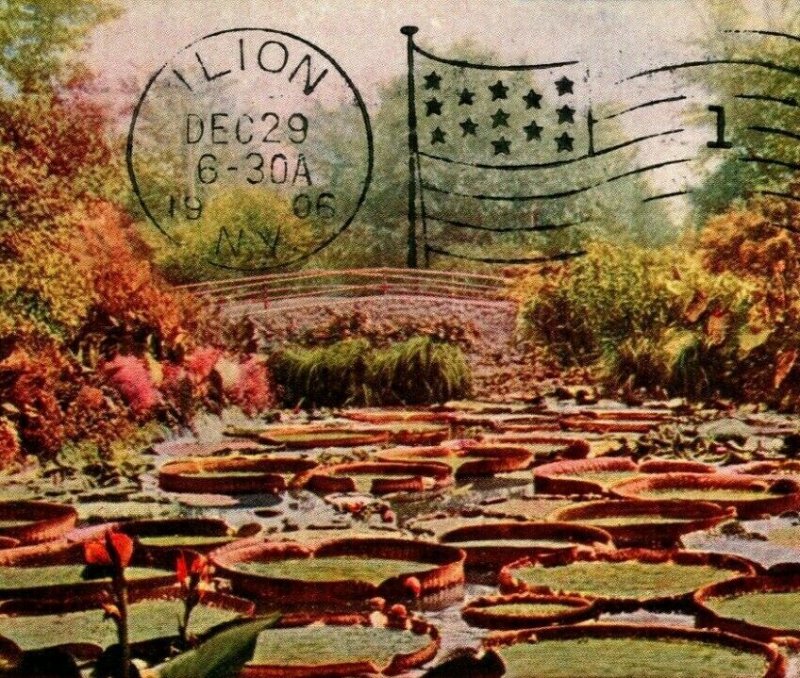 St Paul Minnesota MN Como Park Tropical Lily Pond 1906 UDB Vtg Postcard