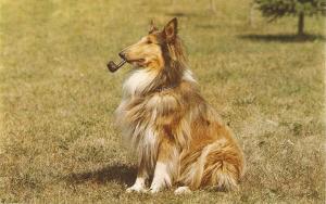 \Collie dog smoking a pipe\ Nice vintage American postcard