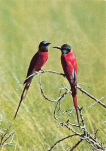 B98612 carmine bee eaters awash ethiopia africa  animals animaux