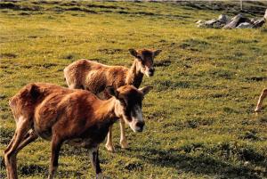 B75189 goat chavre animaux animals