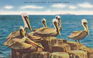 Florida Saint Petersburg The Pelican Family