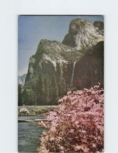 Postcard Azaleas At Yosemite, California