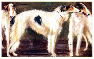 Dog  , Borzois