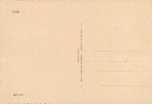 Photo Postcards Animals wolves wolf  hyena jackal x 4