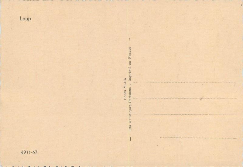 Photo Postcards Animals wolves wolf  hyena jackal x 4