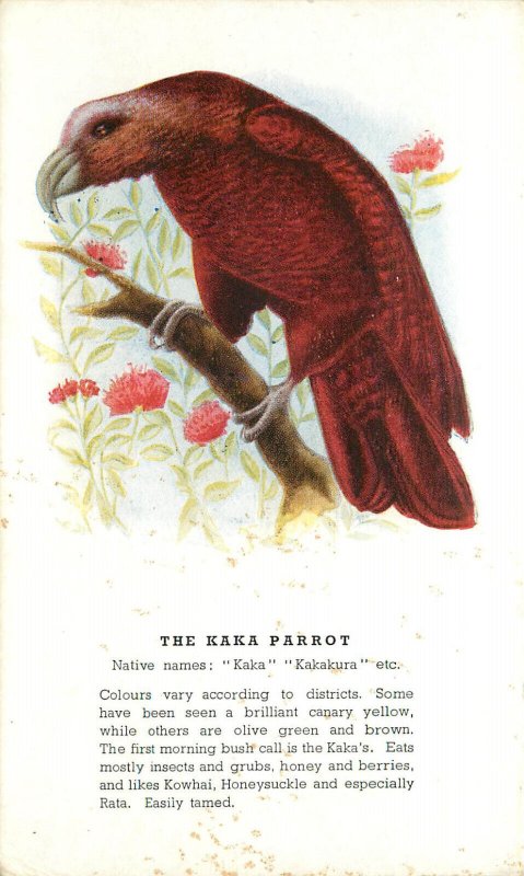 Vintage Postcard Kakakura Kakapo Flightless Parrot New Zealand