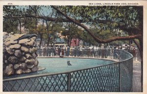 CHICAGO, Illinois, 1900-1910s; Sea Lions, Lincoln Park Zoo