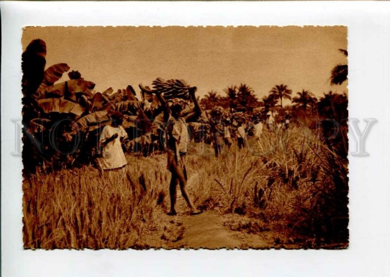 3142834 Guinea COYAH banana plantations Vintage postcard