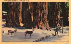 Vintage Postcard The Compass Group 4 Large Redwood Trees Big Basin California CA