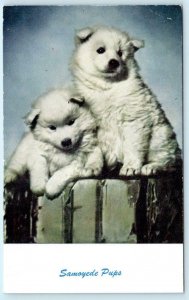 Dog SAMOYEDE (Samoyed) PUPPIES Fluffy White Pups ca1950s   Postcard