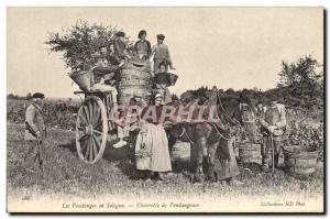 Old Postcard Folklore Wine Vineyard Harvest Sologne Carrette pickers Horse TOP