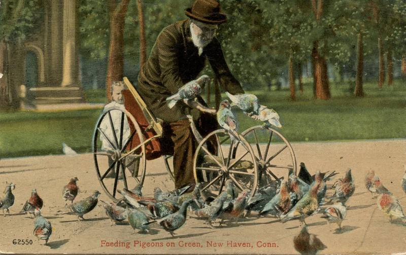 CT - New Haven - The Green, Feeding Pigeons