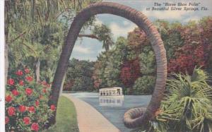 Florida Silver Springs The Horse Shoe Palm 1953 Curteich