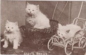 LP43    Cats, Kittens, animals,  vintage postcard
