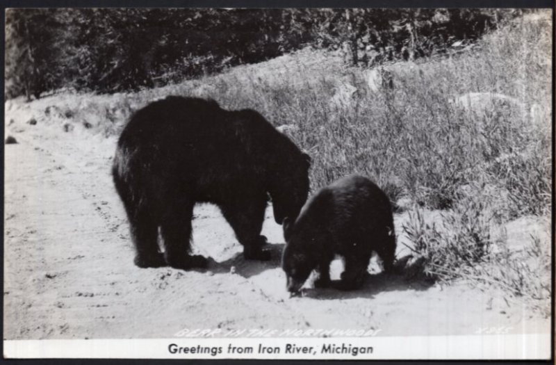 Michigan Greetings from IRON RIVER Bear in the Northwoods - RPPC - EKC 1939-1950