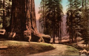 California Sequoia National Park General Lee Tree Handcolored Albertype