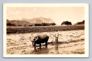 RPPC OXEN RICE FARMING HAWAIIAN ISLANDS HAWAII REAL PHOTO POSTCARD 1939