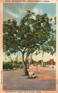 Vintage Postcard 1938 Sausage Tree Kigelia Pinnata Ingraham Highway Florida FL