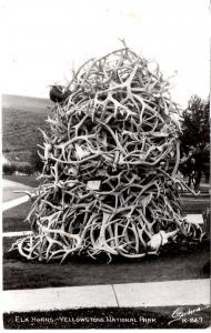 SANBORN 867, REAL PHOTO, Elk Horns, Yellowstone National Park