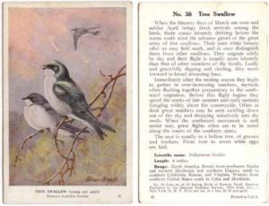 NATIONAL AUDUBON SOCIETY BIRD CARD, TREE SWALLOW