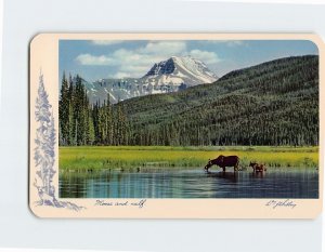 Postcard Moose And Calf, Canadian Rockies, Canada