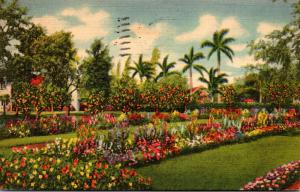 Florida Miami Bright Flowers and Orange Trees In A Miami Estate 1938 Curteich