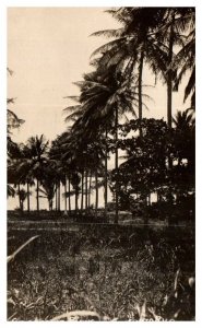 Coconut Farms Puerto Rico RPPC Postcard Posted 1923