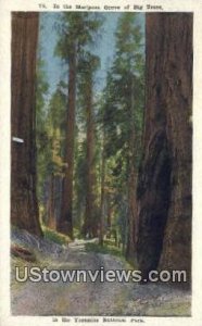 Mariposa Grove - Yosemite National Park, CA