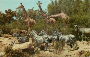 African Veldt Anaheim California Amusement Disneyland Postcard Animals 20-9546