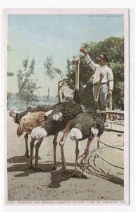 Feeding Ostriches Farm Pasadena California postcard