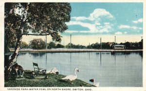 Vintage Postcard Lakeside Park-Water Fowl On North Shore Dayton Ohio Union News