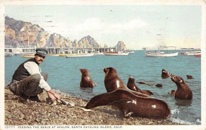 Feeding Seals At Avalon SANTA CATALINA ISLAND California 1914 Vintage Postcard