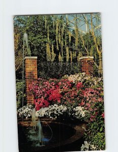 Postcard Azalea Display, Show Dome, Mitchell Park Horticultural Conservatory, WI